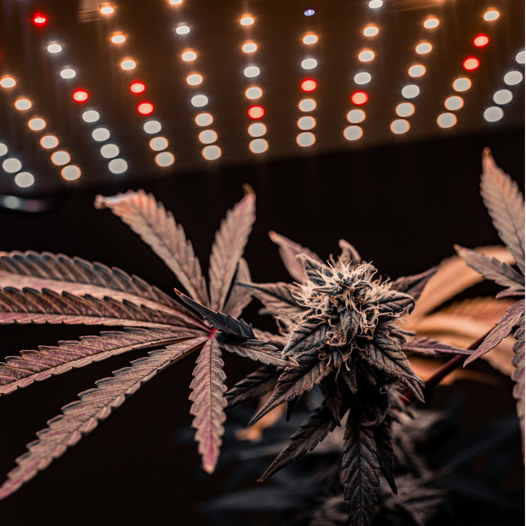 Mary Jane's Growshop