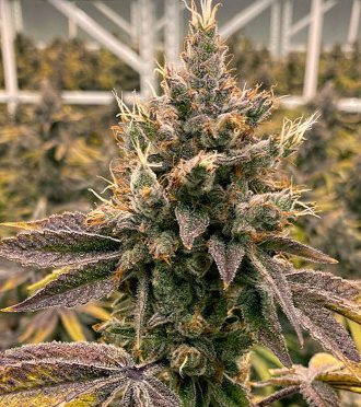 Mary Jane's Growshop