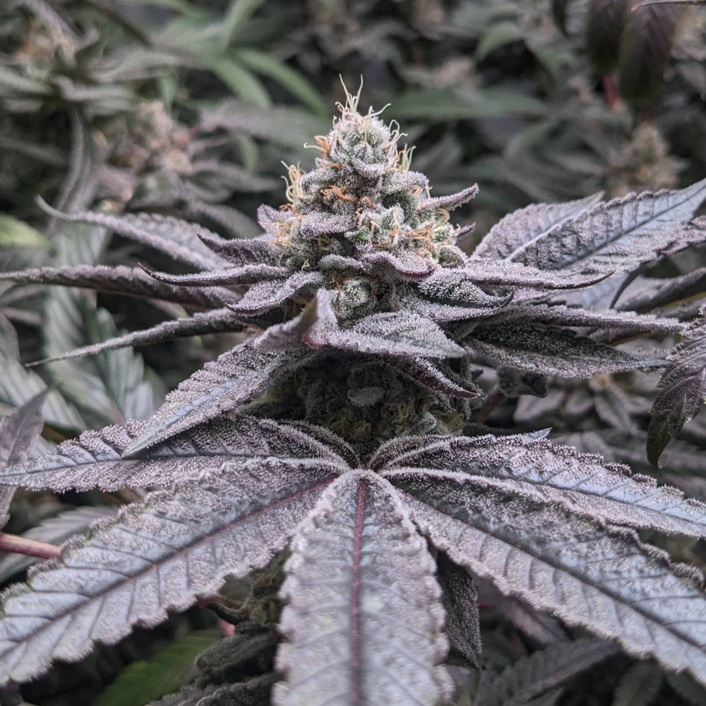 Mary Jane's Growshop