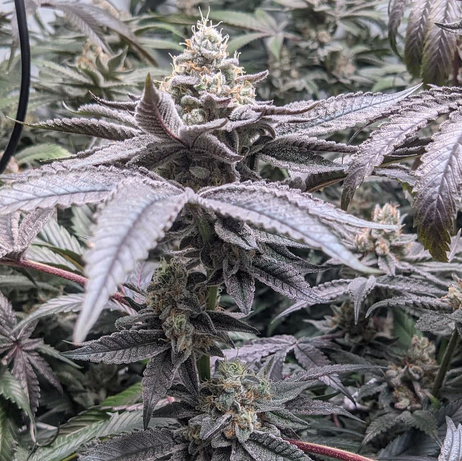 Mary Jane's Growshop