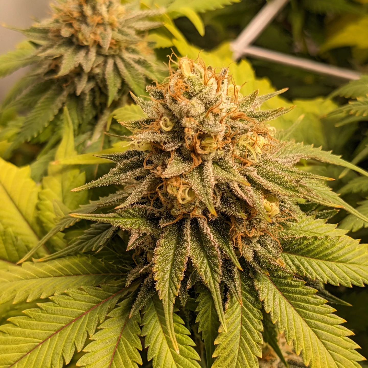 Mary Jane's Growshop