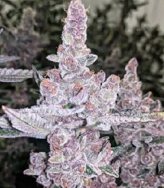 Mary Jane's Growshop