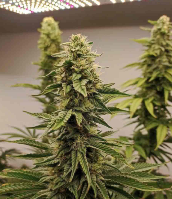 Mary Jane's Growshop