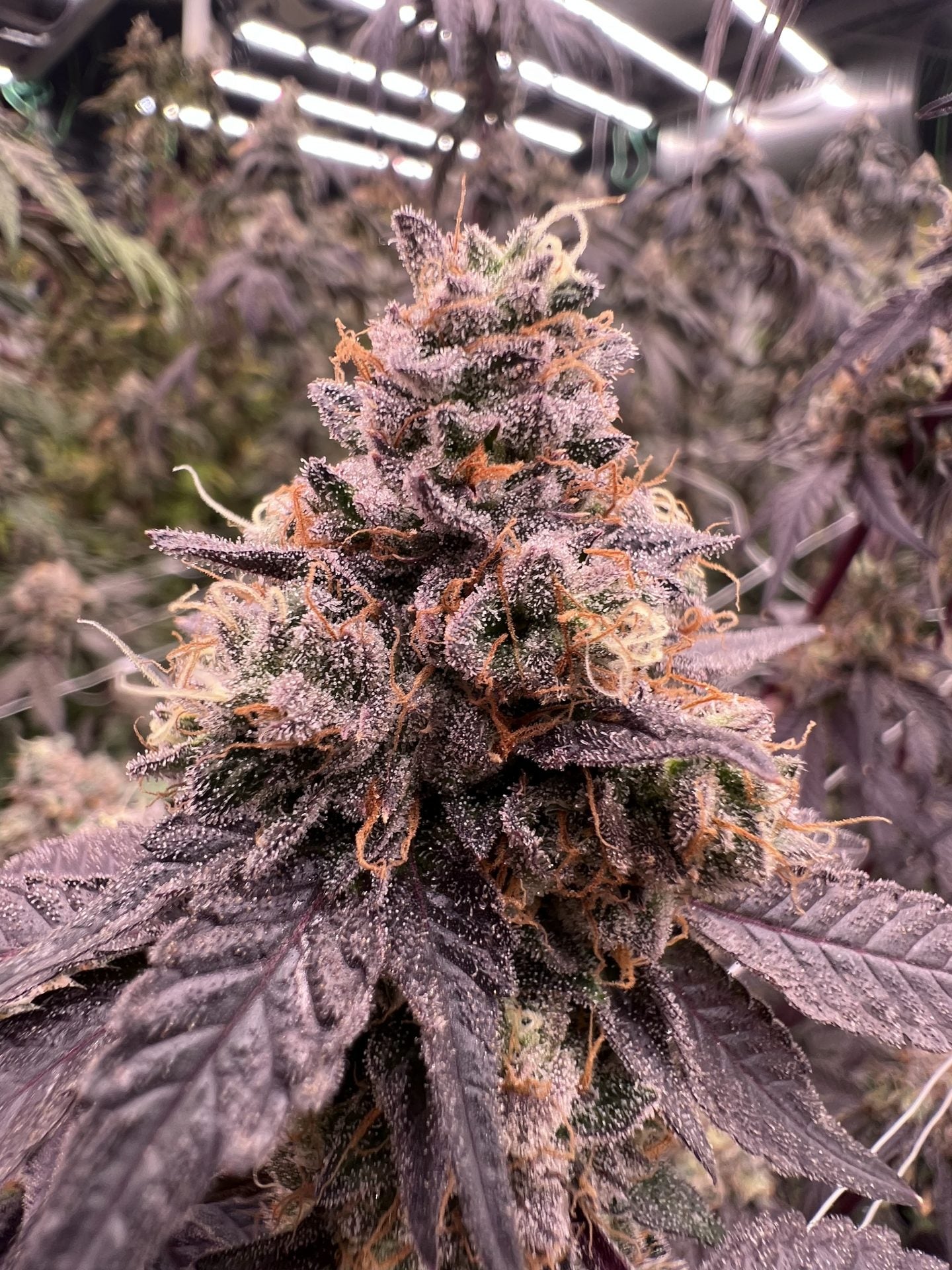 Mary Jane's Growshop