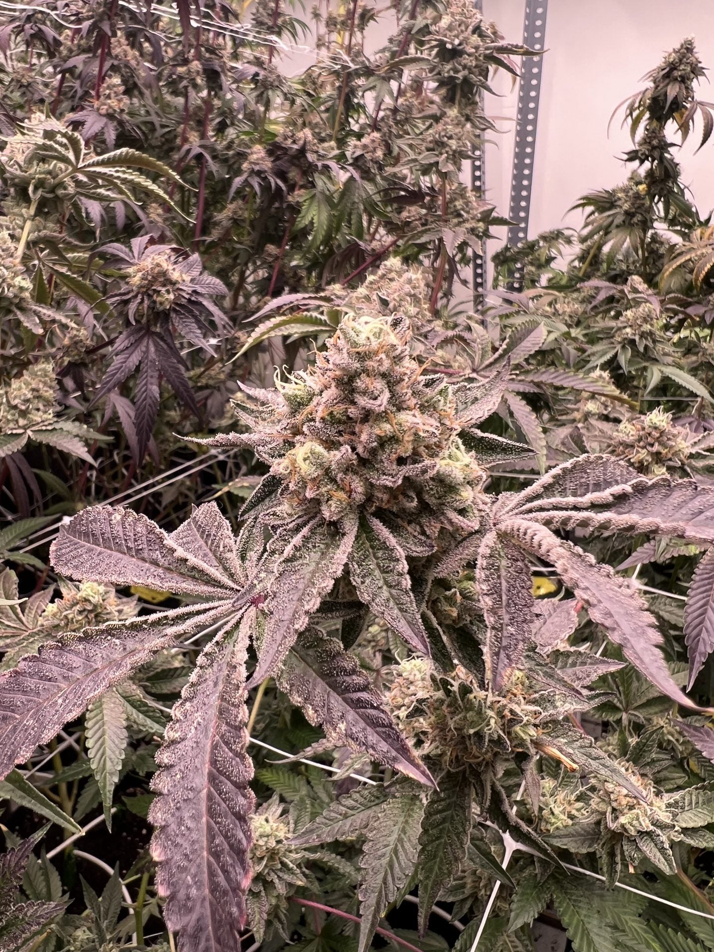 Mary Jane's Growshop