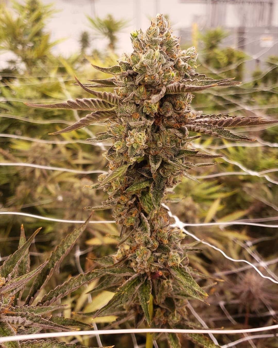 Mary Jane's Growshop