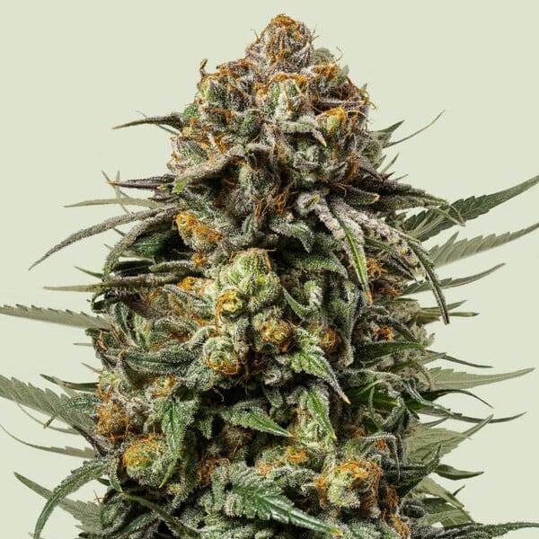 Mary Jane's Growshop