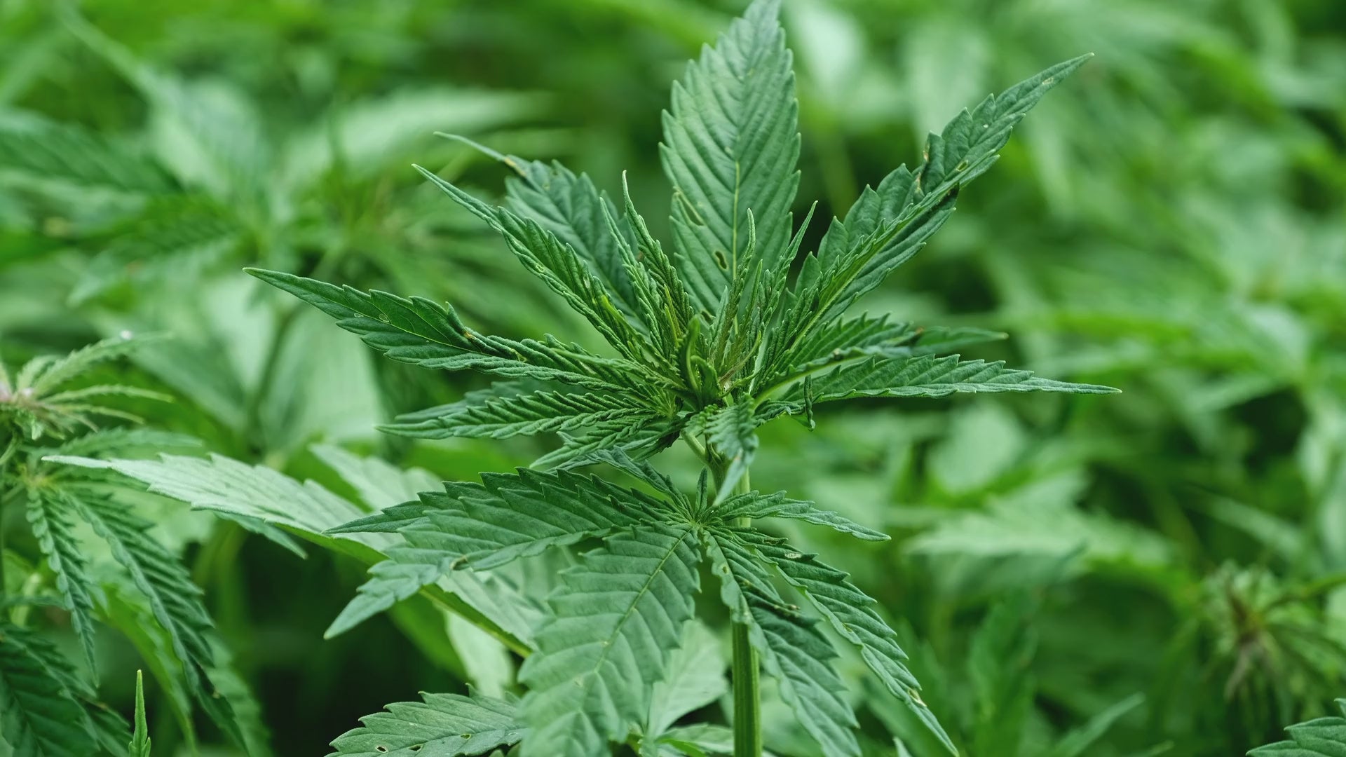 Mary Jane's Growshop