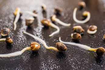 Mary Jane's Growshop