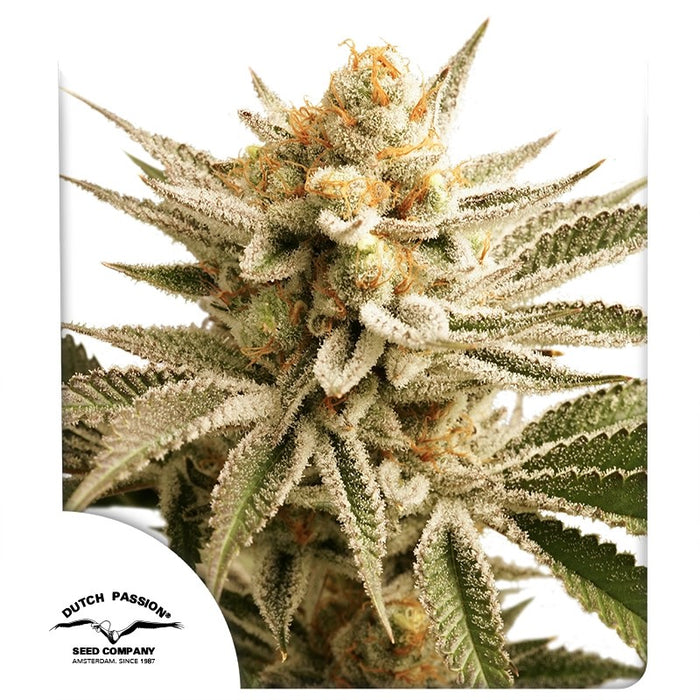 Dutch Passion Lemon Z Fem 3St.