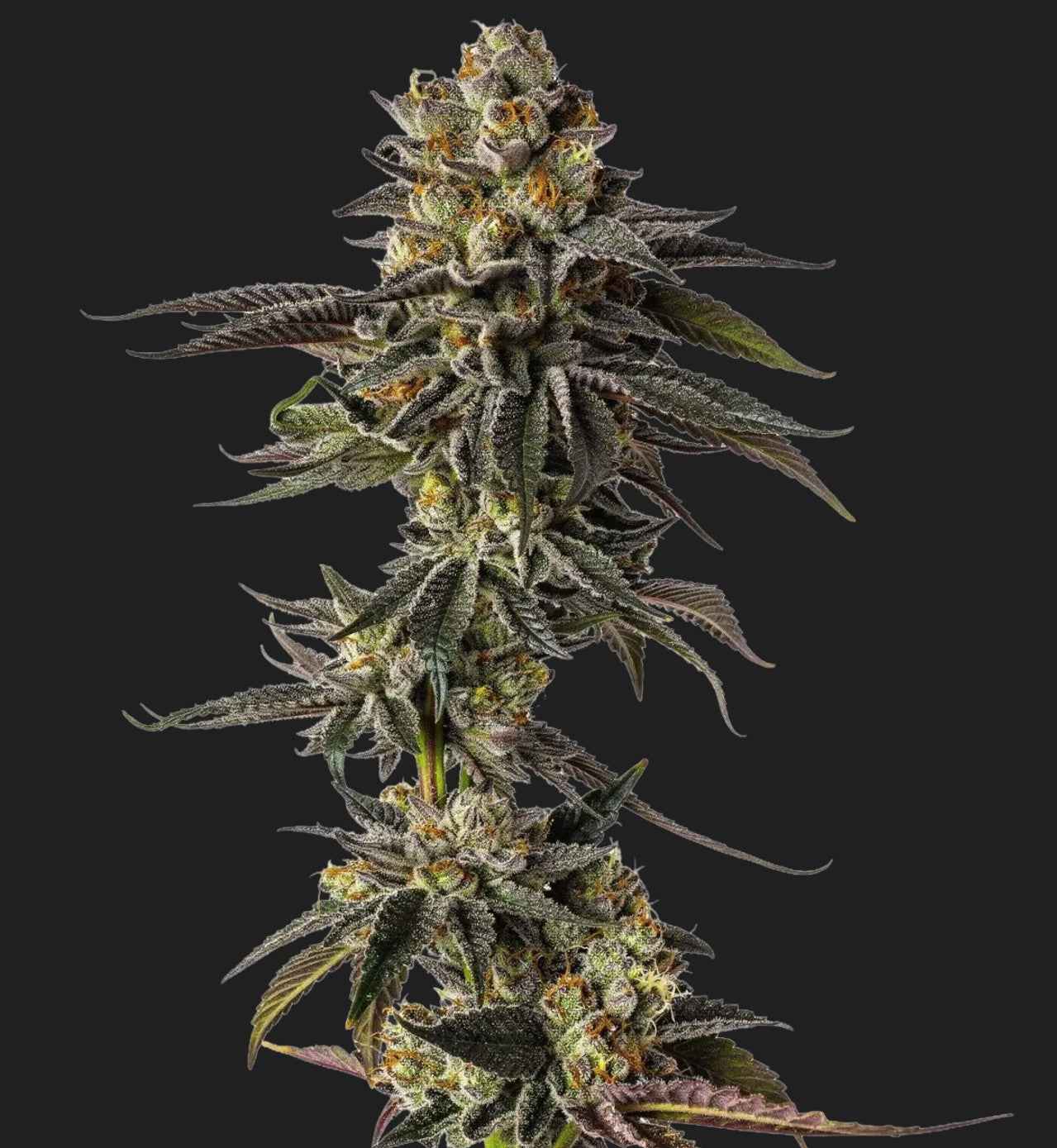 Growers Choice Toad Poison Auto Fem 3St.
