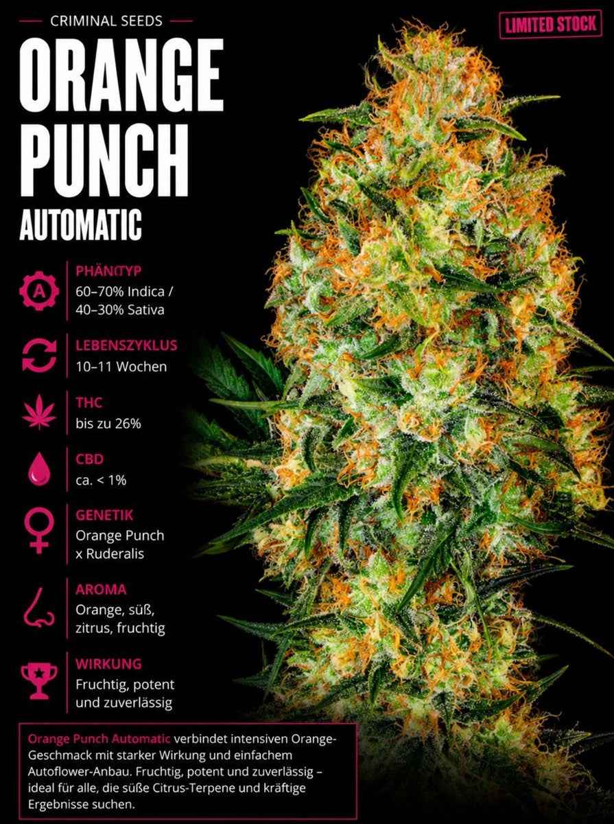Criminal Seeds Orange Punch Auto Fem 3St.