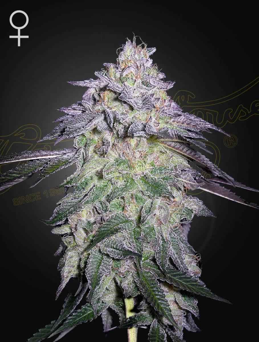 Promo Green House Seed Co. Nori Cake Fem 3St.