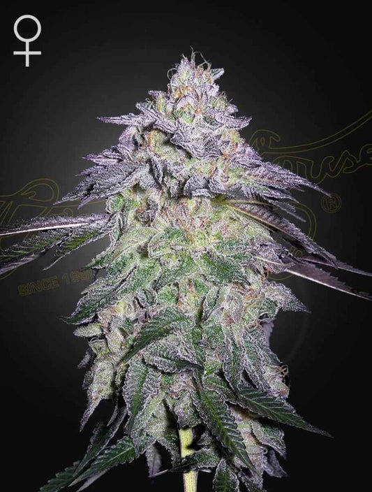 Promo Green House Seed Co. Nori Cake Fem 3St.