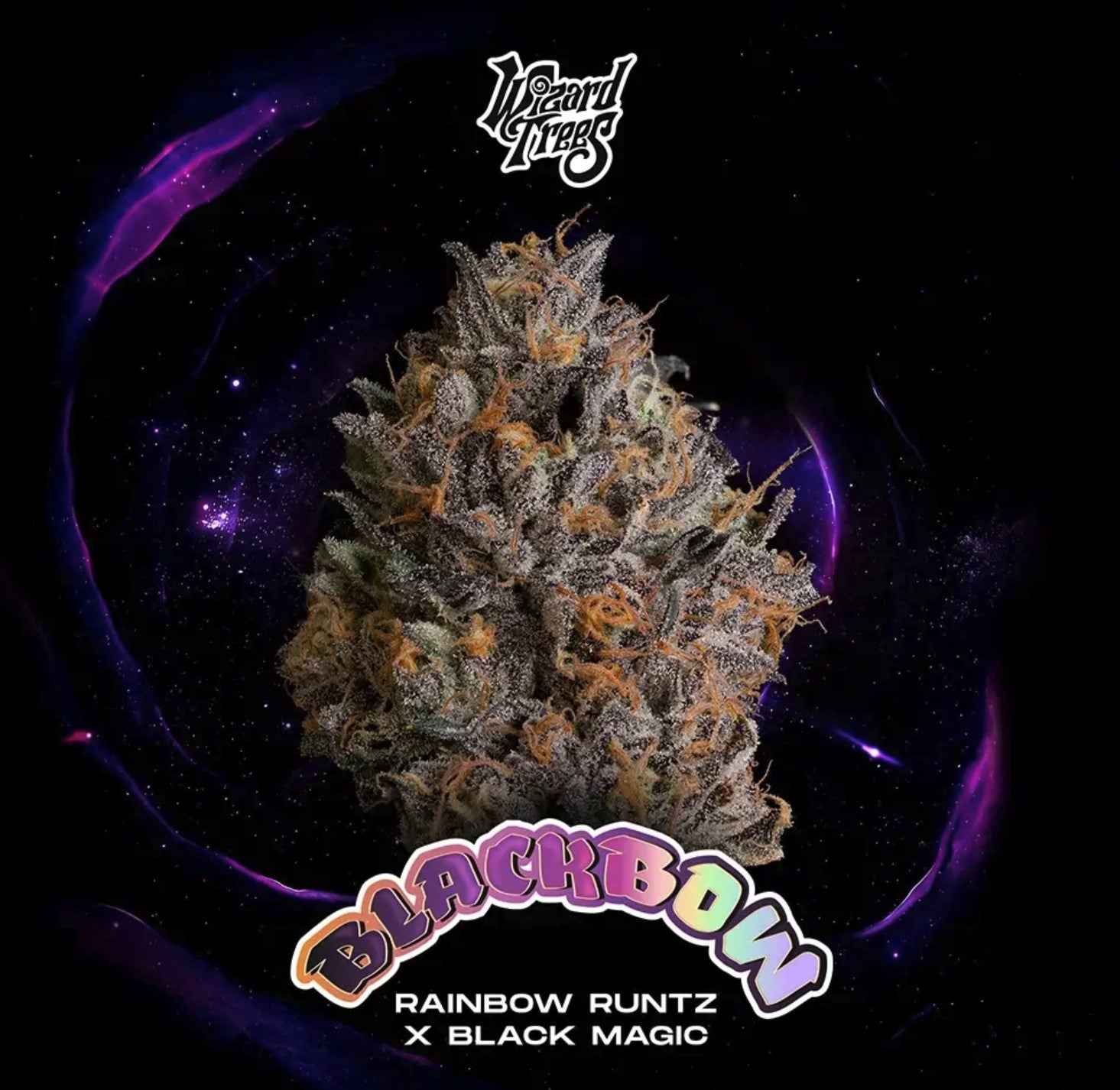 Wizard Trees Black Bow Fem 3St.
