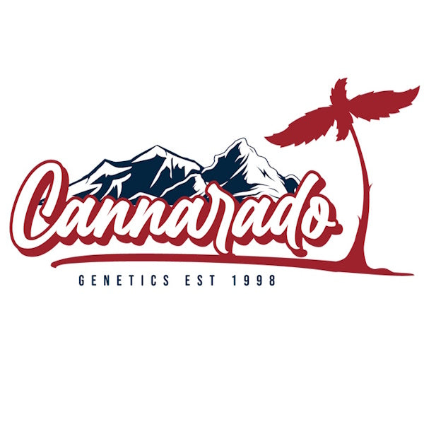 Cannarado Mangopaya Fem 6St.
