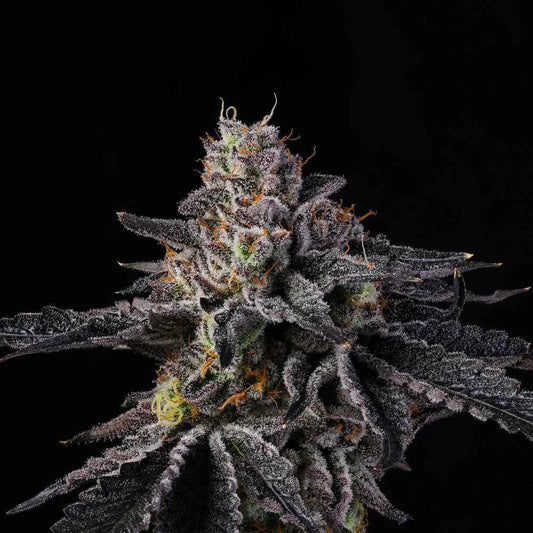 Wizard Trees The Keeper Fem 3St.