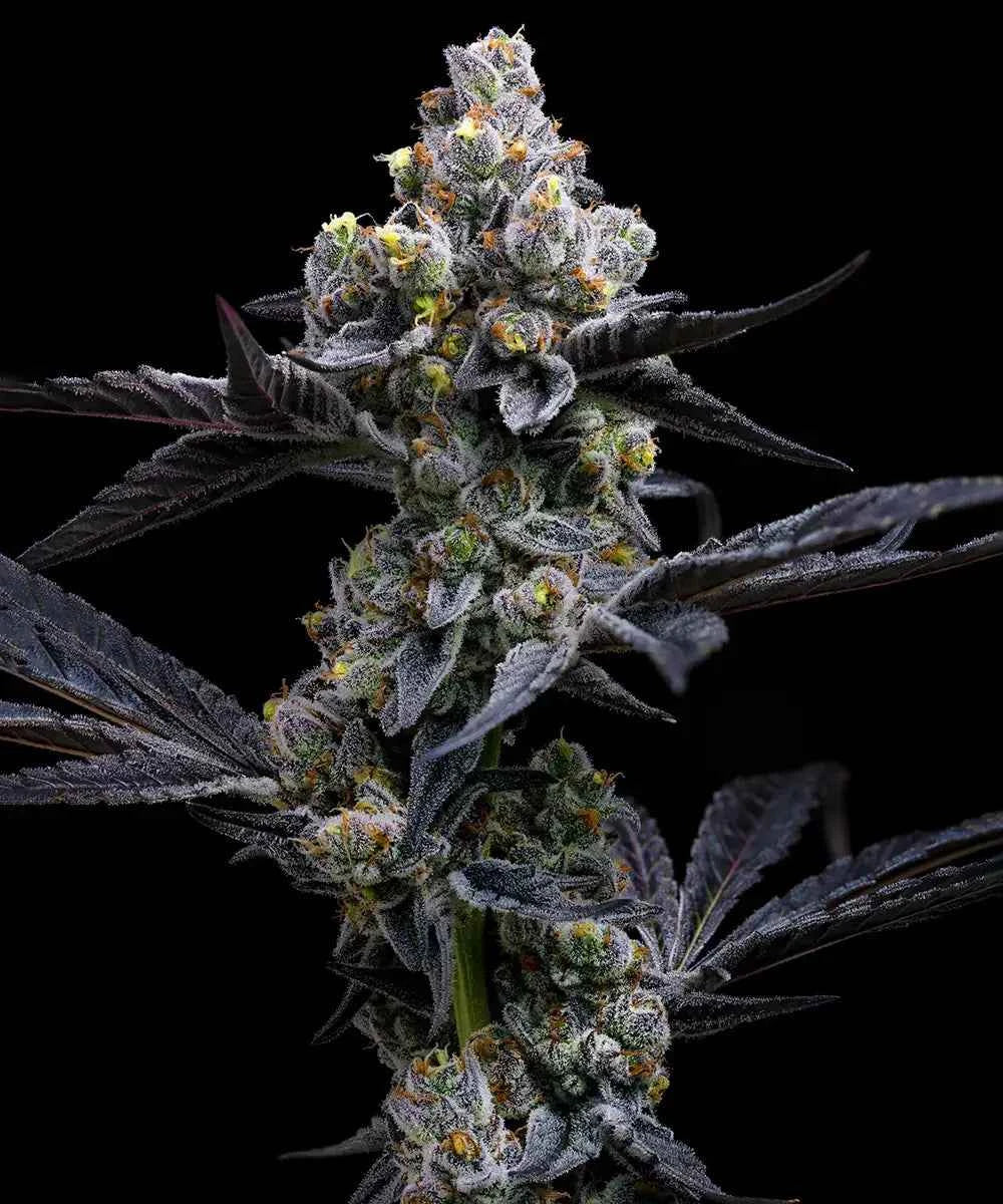 Barneys Farm Garlic Cookies Fem 3St.