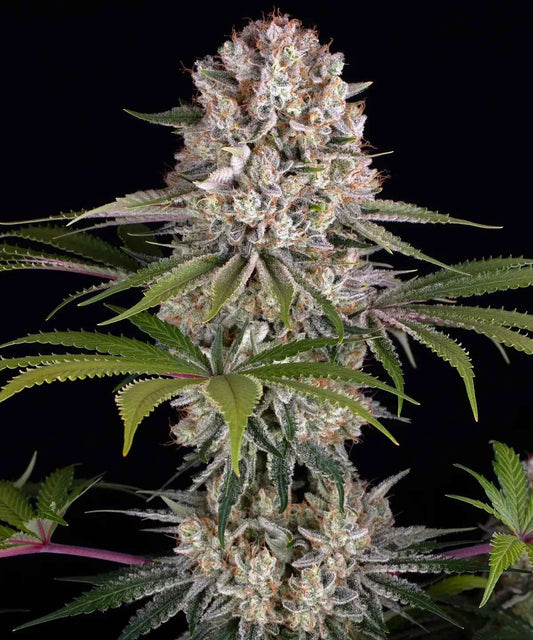 Barneys Farm Amnesia Haze Fem 3St.