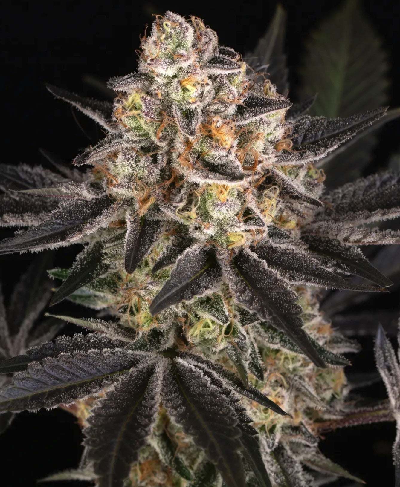 Mary Jane's Growshop