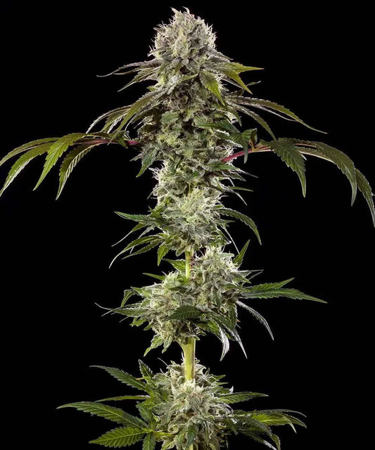 Barneys Farm Durban Poison Fem 3St.