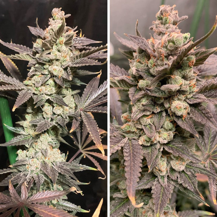 Dutch Passion Skywalker Haze Fem 3St.