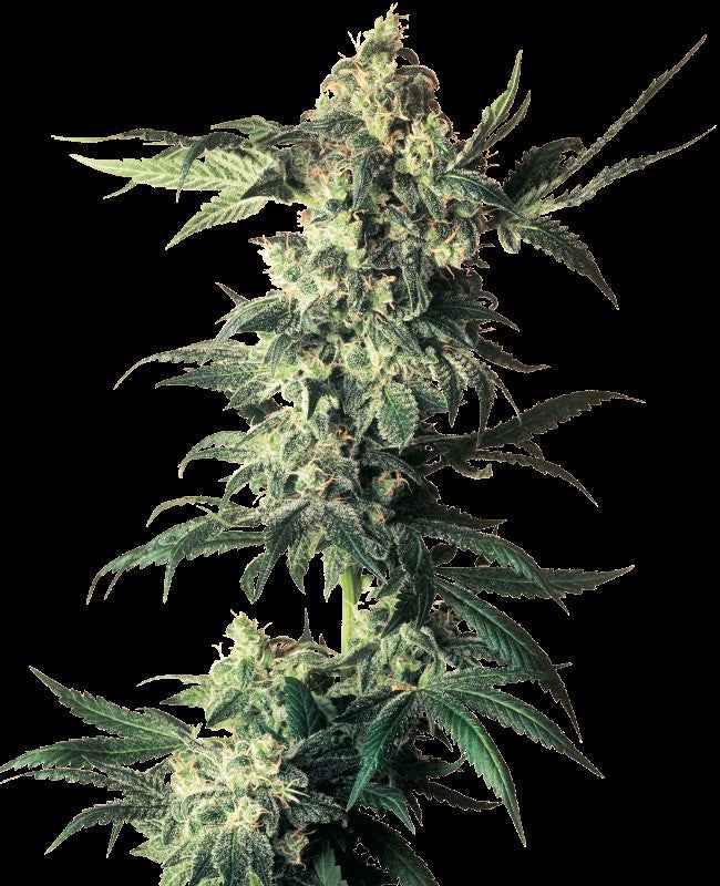 Sensi Seeds Northern Lights Auto Fem 3St.