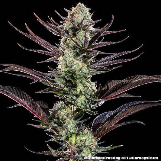 Barneys Farm Thin Mint Frosting Fem 3St.