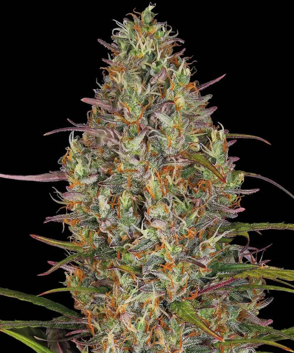 Barneys Farm Glue Gelato Auto Fem 3St.