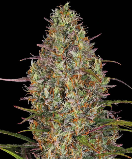 Barneys Farm Glue Gelato Auto Fem 3St.