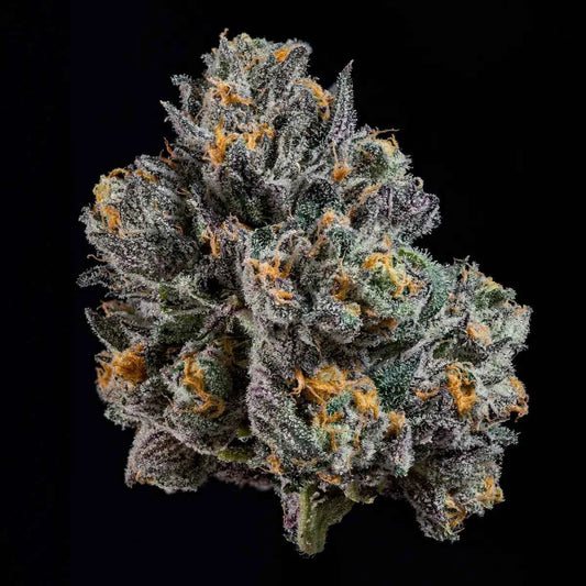 Wizard Trees TOP G Fem 3St.