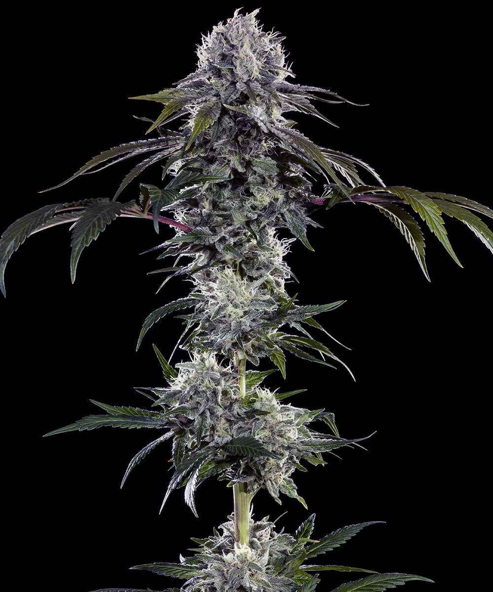 Barneys Farm Durban Z Fem 3St.