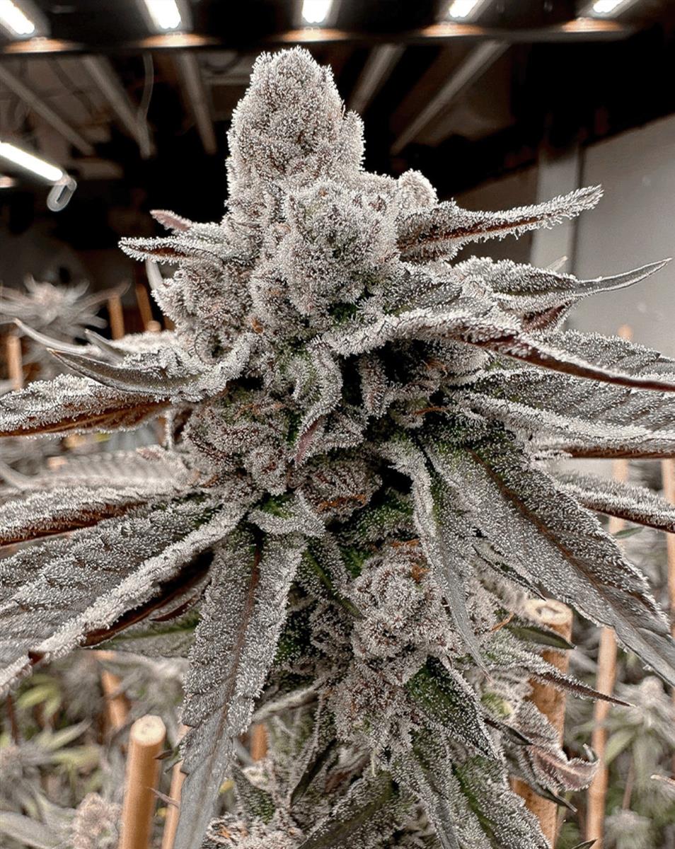 Mary Jane's Growshop