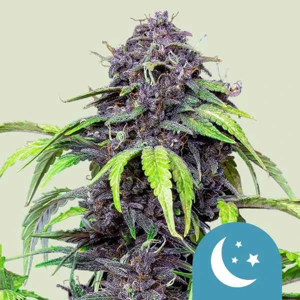 Royal Queen Seeds Purplematic CBD Fem 3St.