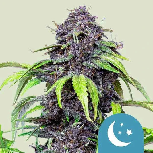 Royal Queen Seeds Purplematic CBD Fem 3St.