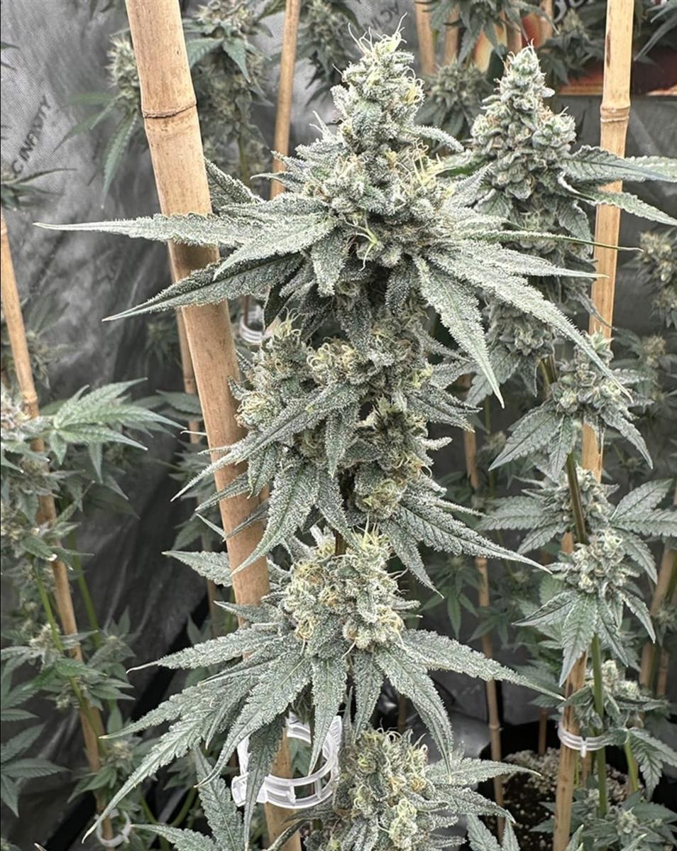 Mary Jane's Growshop