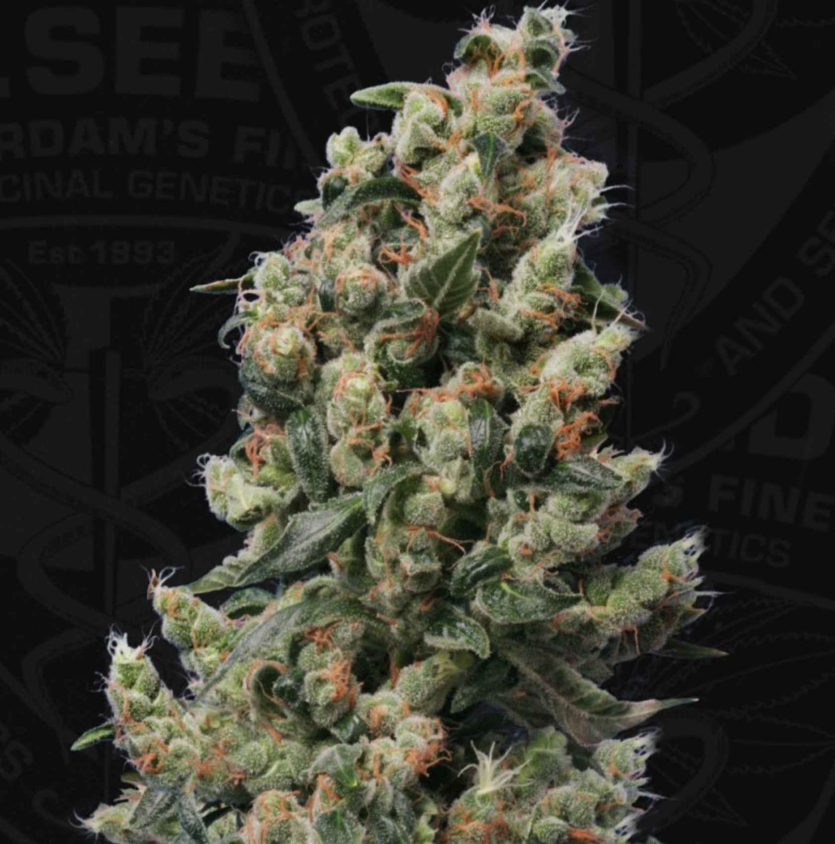T.H. Seeds Kushage Fem 2St.