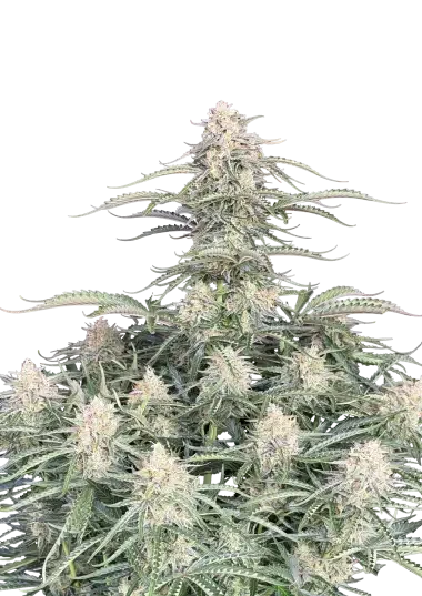 Fast Buds Northern Lights Auto Fem 3 St.