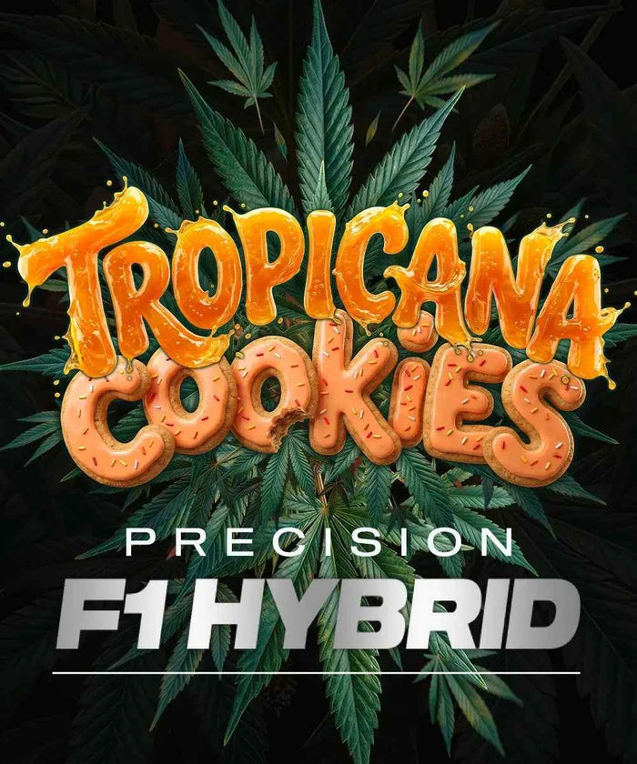 Barneys Farm Tropicana Cookies F1 Auto Fem 3St.