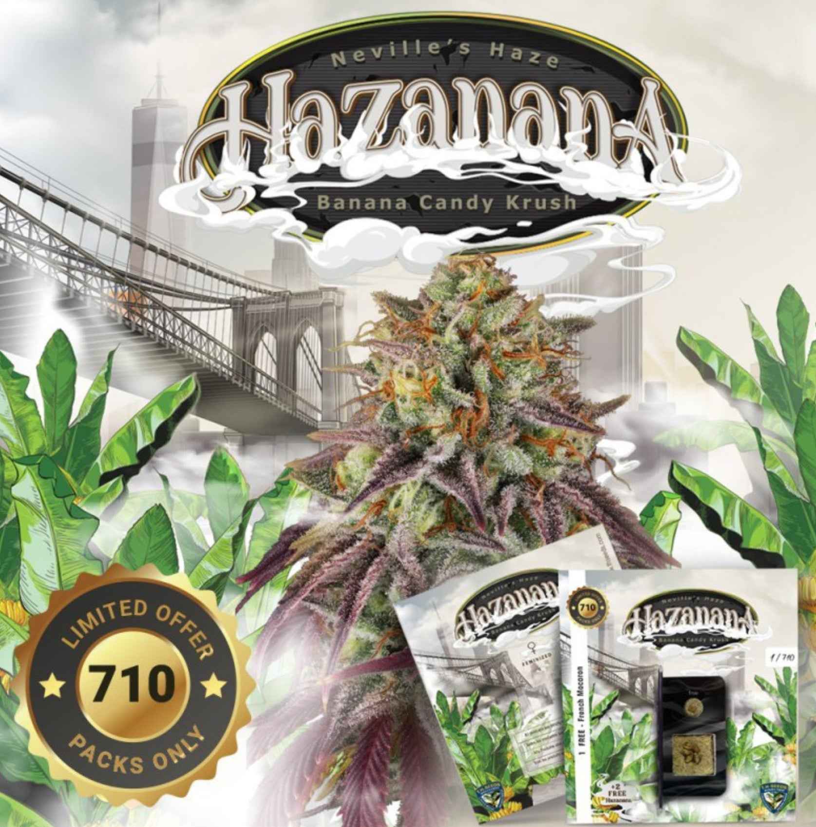 T.H. Seeds Hazanana Fem 2St.