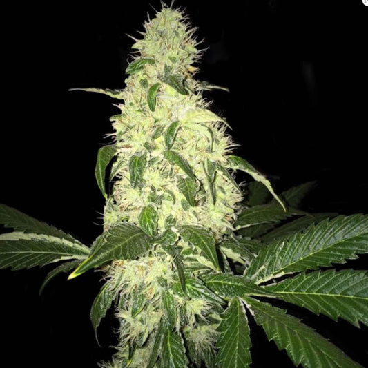 T.H. Seeds Afghaniberry Reg 5St.