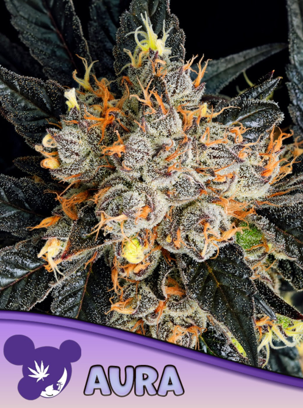 Mary Jane's Growshop