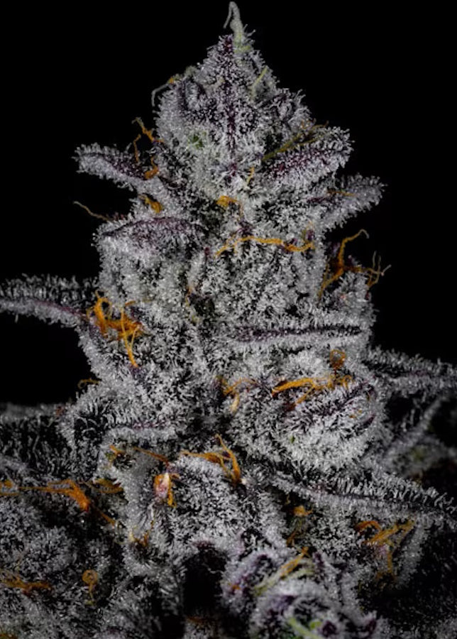 Cipher Genetics Blue Zangria Fem 3St.