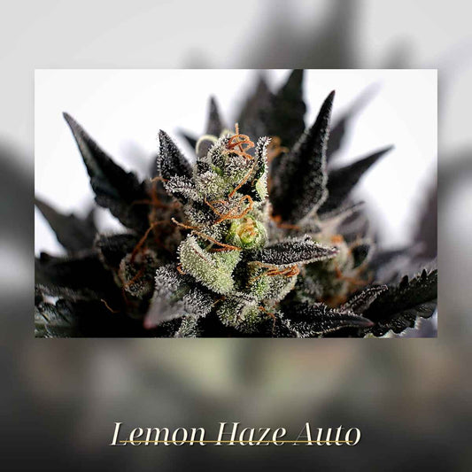 Promo Kannabia Lemon Haze Auto Fem. 2St.