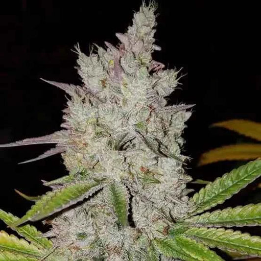 Ethos Lilac Diesel RBX2 Auto Fem 3St.
