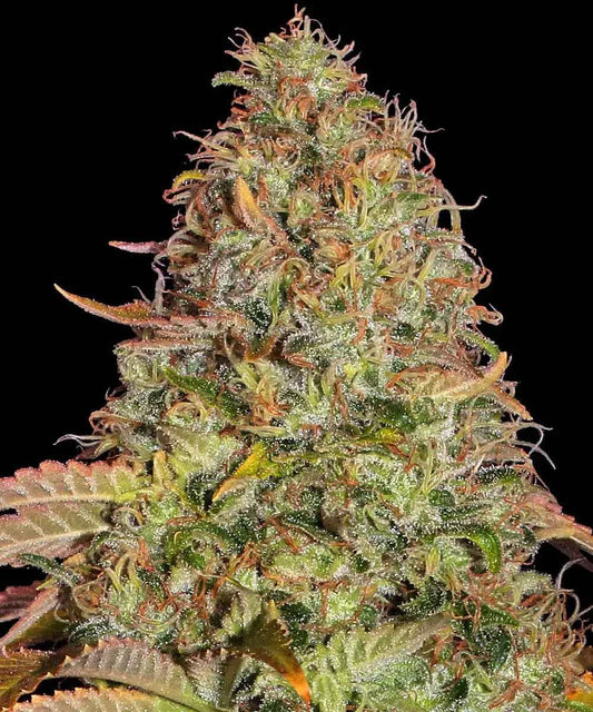 Barneys Farm Zkittlez OG Auto Fem 3St.