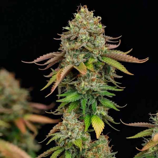 Royal Queen Seeds Royal Highness CBD Fem 3 St.